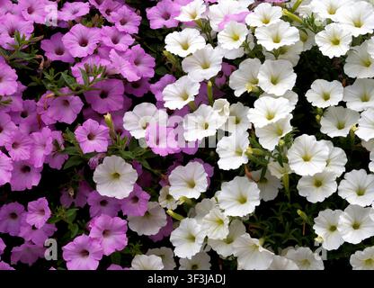Wand aus weißen und rosa Petunienblüten, kann als Hintergrund verwendet werden Stockfoto
