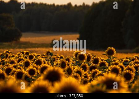 Goldener sonnenbeschienener Feld voller Sonnenblumen in voller Blüte bei Sonnenuntergang mit einer dunklen Waldlinie im Hintergrund. Stockfoto