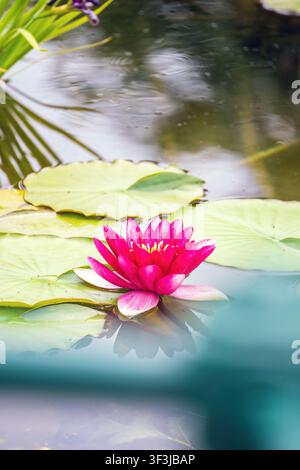 Lebendiger magentafarbener Seerose, der auf einem Teich mit grünen Seerosenblättern in Wien, Österreich, schwimmt. Nahaufnahme einer rosa Lotusblüte, die sich im ruhigen Wasser spiegelt, zeigt Stockfoto