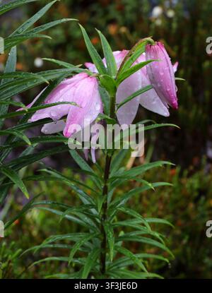 Shirui-Lilie oder Manipur-Lilie, Lilium mackliniae, Liliaceae. Nordostindien, Asien. Lilium mackliniae, allgemein bekannt als Shirui-Lilie oder Manipur-Lilie Stockfoto