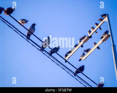 Schwarm Tauben, die auf gespannten Stromleitungen und einem metallenen Straßenlaternenmast ruhen, vor einem klaren blauen Himmel, zeigt urbane Tierwelt in einer Stadtumgebung Stockfoto