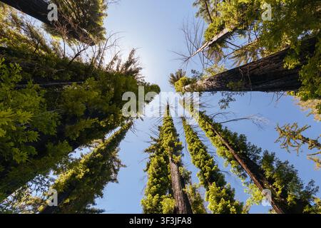 BOULDER CREEK, USA - 21. Juni 2026: Niedrigwinkel-Aufnahme, die nach oben zu hohen Küsten-Rotbäumen schaut, die in Richtung des blauen Himmels im Big Basin Redwoods Sta wachsen Stockfoto