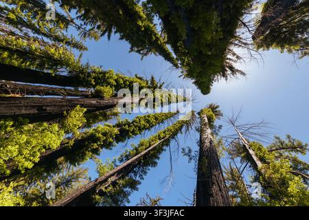 BOULDER CREEK, USA - 21. Juni 2026: Niedrige Blickwinkelansicht von riesigen Küstenmammutbäumen, die hoch in den klaren blauen Himmel ragen, entlang des Redwood Loop Trail in Big Stockfoto