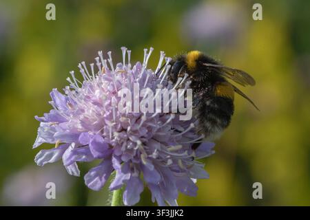 Eine Nahaufnahme eines dampfschwänzigen Humms (Bombus terrestris), der an einer Feldskabiosen (Knautia arvensis) füttert, Suffolk, UK Stockfoto