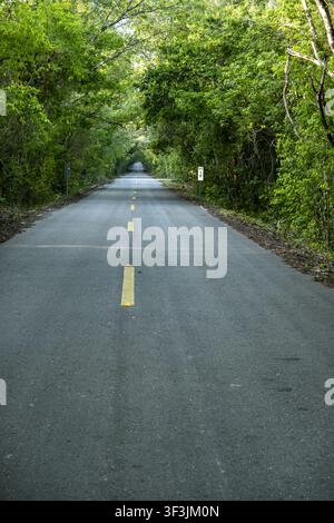 Blick auf die Straße, die durch den dichten Dschungel des Biosphärenreservats Calakmul führt, mit üppigen grünen Bäumen und gelben Straßenmarkierungen in Calakmul, Campeche Stockfoto