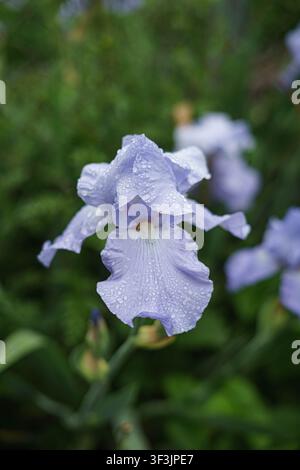 Nahaufnahme von blühenden Bart-Iris-Blumen, die mit frischen Regentropfen in einem Garten bedeckt sind Stockfoto