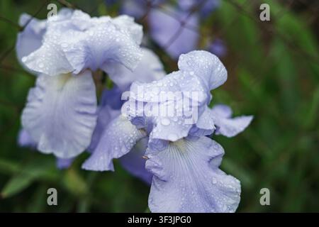 Nahaufnahme von blühenden Bart-Iris-Blumen, die mit frischen Regentropfen in einem Garten bedeckt sind Stockfoto