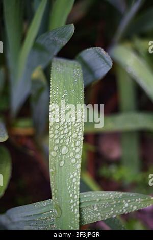Nahaufnahme von blühenden Bart-Iris-Blumen, die mit frischen Regentropfen in einem Garten bedeckt sind Stockfoto
