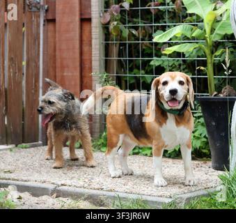 Beagle-Hund und Border-Terrier-Hund spielen zusammen in einem sonnigen Garten. Glückliche Haustiere genießen draußen Spaß, Freundschaft und aktives Spielen Stockfoto