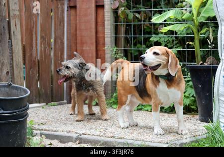 Beagle-Hund und Border-Terrier-Hund spielen zusammen in einem sonnigen Garten. Glückliche Haustiere genießen draußen Spaß, Freundschaft und aktives Spielen Stockfoto