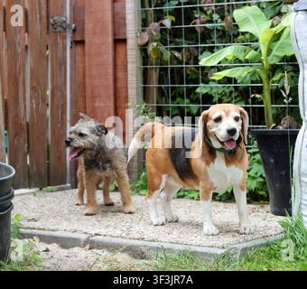 Beagle-Hund und Border-Terrier-Hund spielen zusammen in einem sonnigen Garten. Glückliche Haustiere genießen draußen Spaß, Freundschaft und aktives Spielen Stockfoto