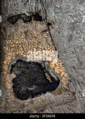 Eine Nahaufnahme eines fossilisierten Knochenfragmentes, das in einer dunklen Mineralmatrix eingebettet ist. Hervorhebung der porösen trabekulären spongiösen Knochenstruktur und dunkel Stockfoto