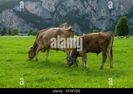Braune Schweizer Milchkuh und Kalb, die auf einer grünen Wiese in Altdorf, Uri, grasen. Seitenansicht von Rindern, die auf frischem Gras in der Zentralschweiz fressen Stockfoto