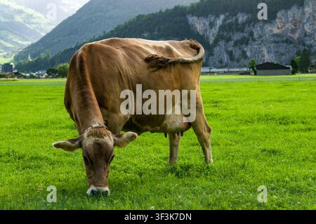Frontalansicht einer Braunvieh-Kuh, die auf grüner Weide in Altdorf, Uri, grast. Ländliche Szene von Rindern, die sich von frischem Gras in der Schweiz ernähren Stockfoto
