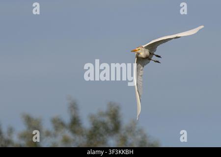 Kuhreiher im Flug Stockfoto