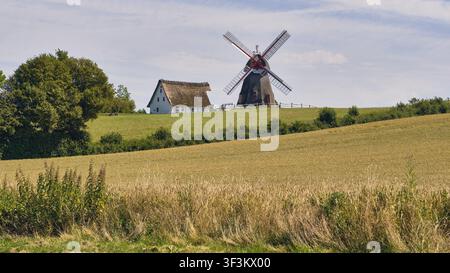 Nordborg, Dänemark – 12. Juli 2026: Blick auf die Havnbjerg-Mühle und ein traditionelles weißes Haus mit Strohdach, das inmitten von sanft hügeligen goldenen Weizenfeldern liegt Stockfoto