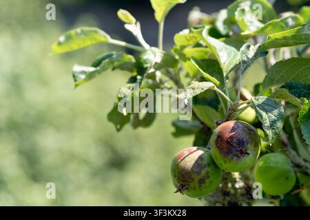 Nahaufnahme von jungen grünen Äpfeln, die von Schorfbefall betroffen sind und an einem Ast mit grünen Blättern in einem Obstgarten wachsen Stockfoto