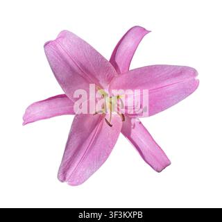Schöne rosa Lilienblüte isoliert auf weißem Hintergrund. Nahaufnahme einer einzelnen Blüte mit zarten Blütenblättern, ideal für Floristik, botanisches Projekt Stockfoto