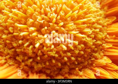 Eine detaillierte Makroaufnahme, die die komplizierte Struktur und die lebendige Textur des Zentrums einer Orangenblüte einfängt. Das Bild betont Pollen, Staubblätter, a Stockfoto