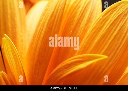 Ein atemberaubendes Makrofoto, das die feinen Details von leuchtend orangefarbenen Blütenblättern einfängt. Die samtige Textur und die lebendige Farbe heben sich von einem dunklen Hintergrund ab Stockfoto