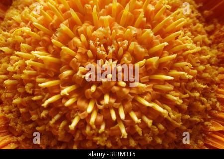 Eine detaillierte Makrofotografie, die die komplizierte Struktur der reproduktiven Teile einer lebendigen orangefarbenen Blüte einfängt. Das Bild zeigt zahlreiche Staubblätter an Stockfoto