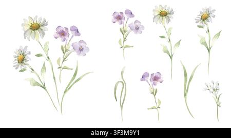Satz von Aquarell-Feldwildblumen und Kamillenblüten isoliert. Botanische handgemalte Elemente in Pastellfarben für Grußkarten. Weiche Blumen Stockfoto