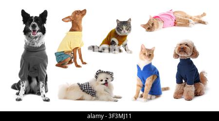 Süße Hunde und Katzen in Haustierkleidung isoliert auf Weiß, Set Stockfoto