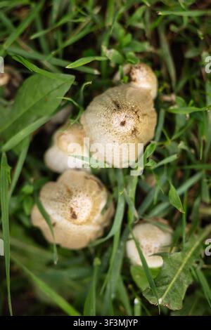 Kleine Wildpilzkappen, die zwischen grünem Gras wachsen, Top-Down-Ansicht, Nahaufnahme Stockfoto