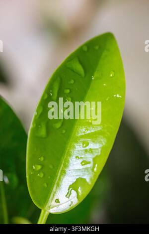 Frisches grünes tropisches Blatt mit klaren Wassertropfen, Makroaufnahme in weichem Licht Stockfoto