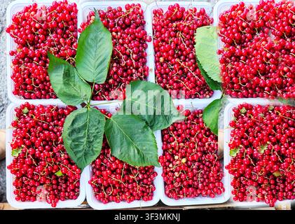 Frische rote Johannisbeeren, ordentlich in Plastikbehältern auf einem Markt oder einer Bauernmesse angeordnet. Helle reife Beeren mit grünen Blättern bilden eine attraktive Komposition, die die Sommerernte, natürliche Produkte, gesunde Lebensmittel und saisonale Früchte symbolisiert Stockfoto