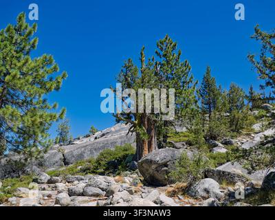 Alte Kiefer, die an einem felsigen Berghang der Sierra Nevada wächst Stockfoto