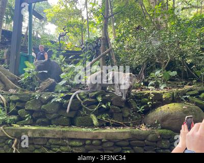 Makaken in einer üppigen tropischen Waldumgebung auf Bali, Indonesien Stockfoto