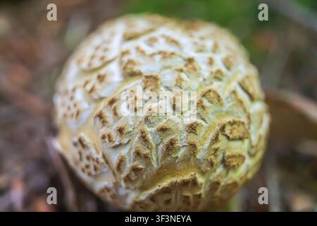 Makrofotografie der strukturierten Oberfläche eines Calvatia booniana-Pilzes, allgemein bekannt als Westlicher Riesenbovist, der in einem Wald wächst Stockfoto