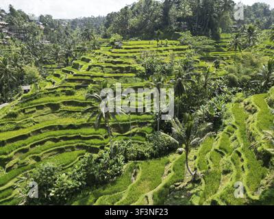 Standardmäßige, üppige Reisterrassen mit Palmen und tropischer Vegetation, ein friedliches Naturparadies, Luftbild von Reisterrassen in der Nähe von Ubud, Bali, Indonesien Stockfoto