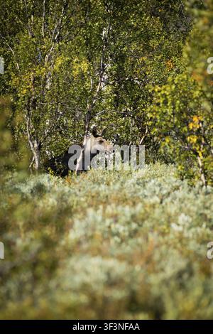 Ein Elch versteckt sich im dichten Wald, umgeben von Blättern und Büschen, ein Elchkälbchen (Alces alces) steht im Wald, Norwegen Stockfoto