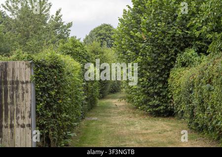Gartenweg windet sich zwischen üppigen grünen Hecken unter einem hellen Sommerhimmel, Borken, NRW, Deutschland Stockfoto