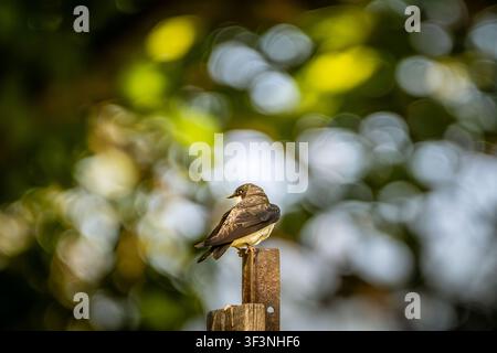 Junge Schwalbe (Hirundo rustica), die von einem Pfosten im Bayfront Park in Hamilton, Ontario, abhebt Stockfoto