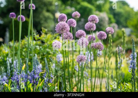 Lila Riesen-Zeh, Allium giganteum im Sommergarten Stockfoto