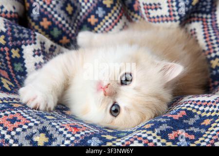 Das Kätzchen liegt mit einem Ornament auf dem Sofa. Ein kleines flauschiges Kätzchen schaut in die Kamera. Stockfoto