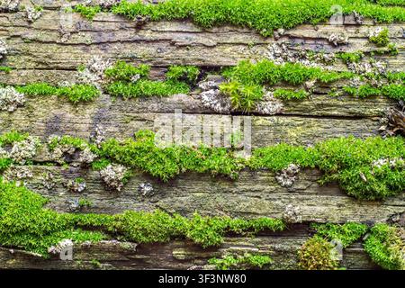 Grünes Moos auf alten Holzplanken. Die Textur einer mit Moos bedeckten Holzoberfläche. Stockfoto