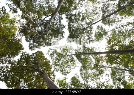 Der hoch aufragende Leda-Baum oder Eucalyptus deglupta ist eine hohe Baumart, allgemein bekannt als Regenbogenholz, Leda, Garang oder Aren. Stockfoto