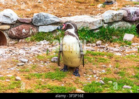 Ein einzelner Pinguin steht aufrecht auf einer Mischung aus Gras und felsigem Boden in einem Zookäfig in Irland. Steine und eine niedrige Steinmauer bilden den Hintergrund, mit Stockfoto