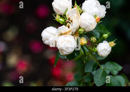 Weiße Schneewittchen-Iceberg-Floribunda-Rosenblütenstand mit Regentropfen nach Sommerregen auf dunklem verschwommenem Hintergrund mit Kopierraum Stockfoto