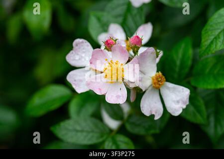 Nahaufnahme von rosa und weißen Ballerina-Hybrid-Moschusrosenblütenbüscheln mit gelben Staubblättern und grünen Blättern nach Sommerregen mit Kopierraum Stockfoto