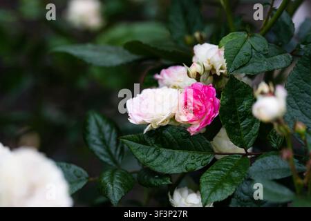 Die Feen-Polyantha-Rosenblüten mit Regentropfen, die an einem Strauch mit nassen grünen Blättern nach Sommerregen blühen Stockfoto