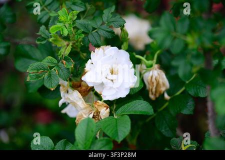 Weiße Blanc-Double-de-Coubert-Rose mit faltigen Blüten auf einem Zweig mit grünen runzeligen Blättern blühend Stockfoto