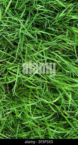 Nahaufnahme von üppigen grünen Grashalmen mit unterschiedlichen Längen und Texturen, die eine natürliche Außenumgebung zeigen Stockfoto