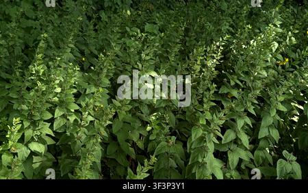 Dichtes grünes Laub von Wildpflanzen mit unterschiedlichen Blattformen und -größen, beleuchtet von sanftem Sonnenlicht in einer natürlichen Außenumgebung Stockfoto