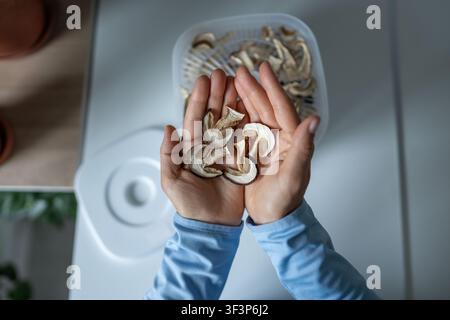 Oberansicht von Händen, die dehydrierte Aroma-Porcini-Pilzscheiben halten, frisch vom Heimtrockner Stockfoto