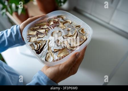 Hände halten ein Tablett mit Scheiben getrockneter Porcini-Pilze in einem elektrischen Lebensmitteltrockner in der heimischen Küche. Stockfoto